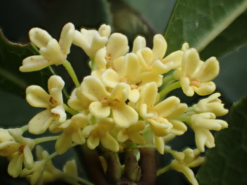 Osmanthus fragrans