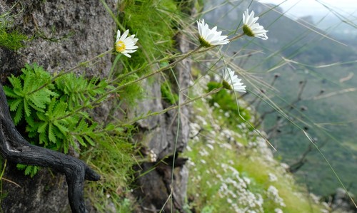 Osmitopsis dentata — photo