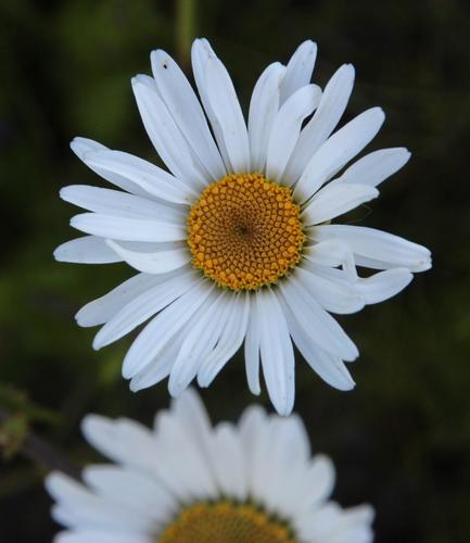 Osmitopsis dentata — photo