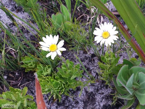 Osmitopsis dentata