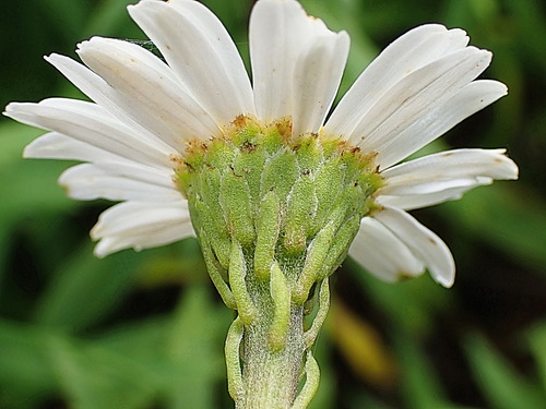 Osmitopsis osmitoides — photo