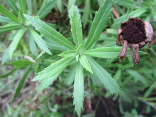 Osmitopsis osmitoides — photo