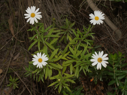 Osmitopsis osmitoides
