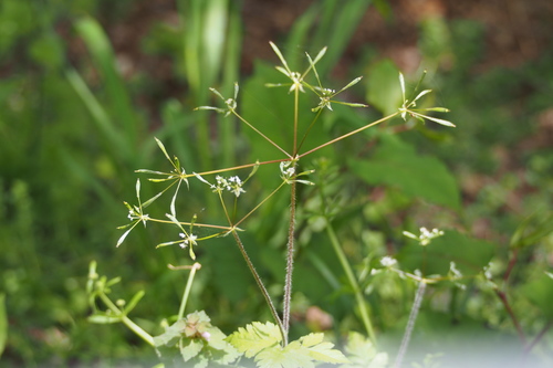 Osmorhiza aristata (Sweet Cicely) — photo