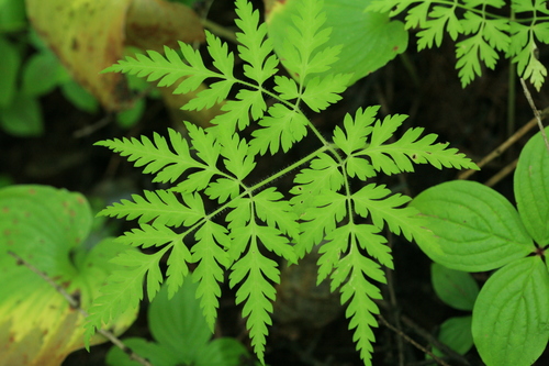 Osmorhiza aristata (Sweet Cicely) — photo