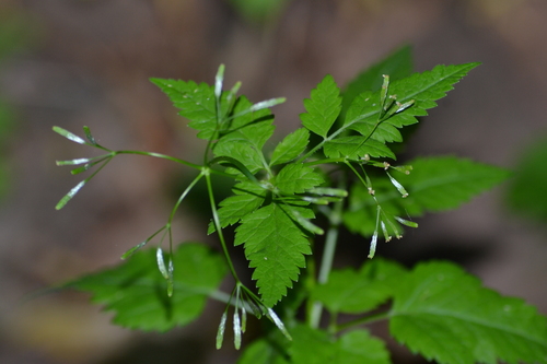 Osmorhiza chilensis — photo
