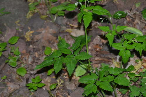 Osmorhiza chilensis — photo