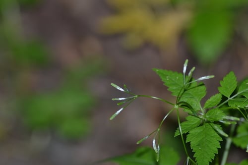 Osmorhiza chilensis