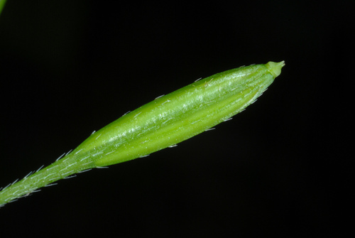 Osmorhiza claytonii (Woolly sweet-cicely) — photo