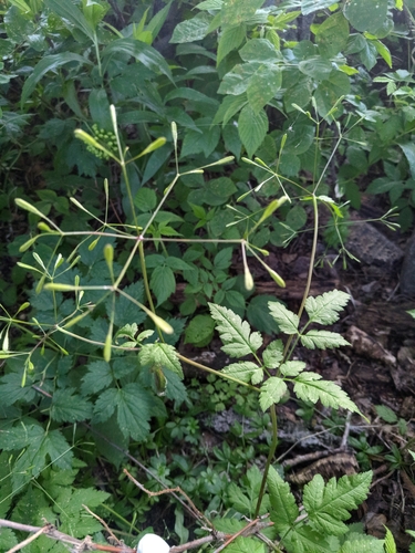 Osmorhiza depauperata (Bluntseed sweetroot) — photo