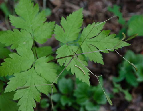 Osmorhiza depauperata (Bluntseed sweetroot) — photo