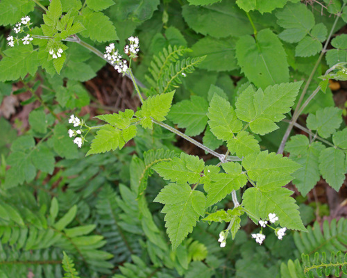 Osmorhiza longistylis (Longstyle sweetroot) — photo
