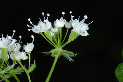 Osmorhiza longistylis (Longstyle sweetroot) — photo