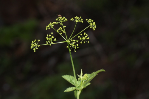 Osmorhiza occidentalis (Western sweet-cicely) — photo