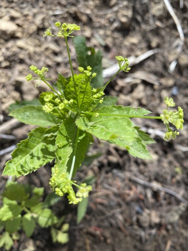 Osmorhiza occidentalis (Western sweet-cicely) — photo