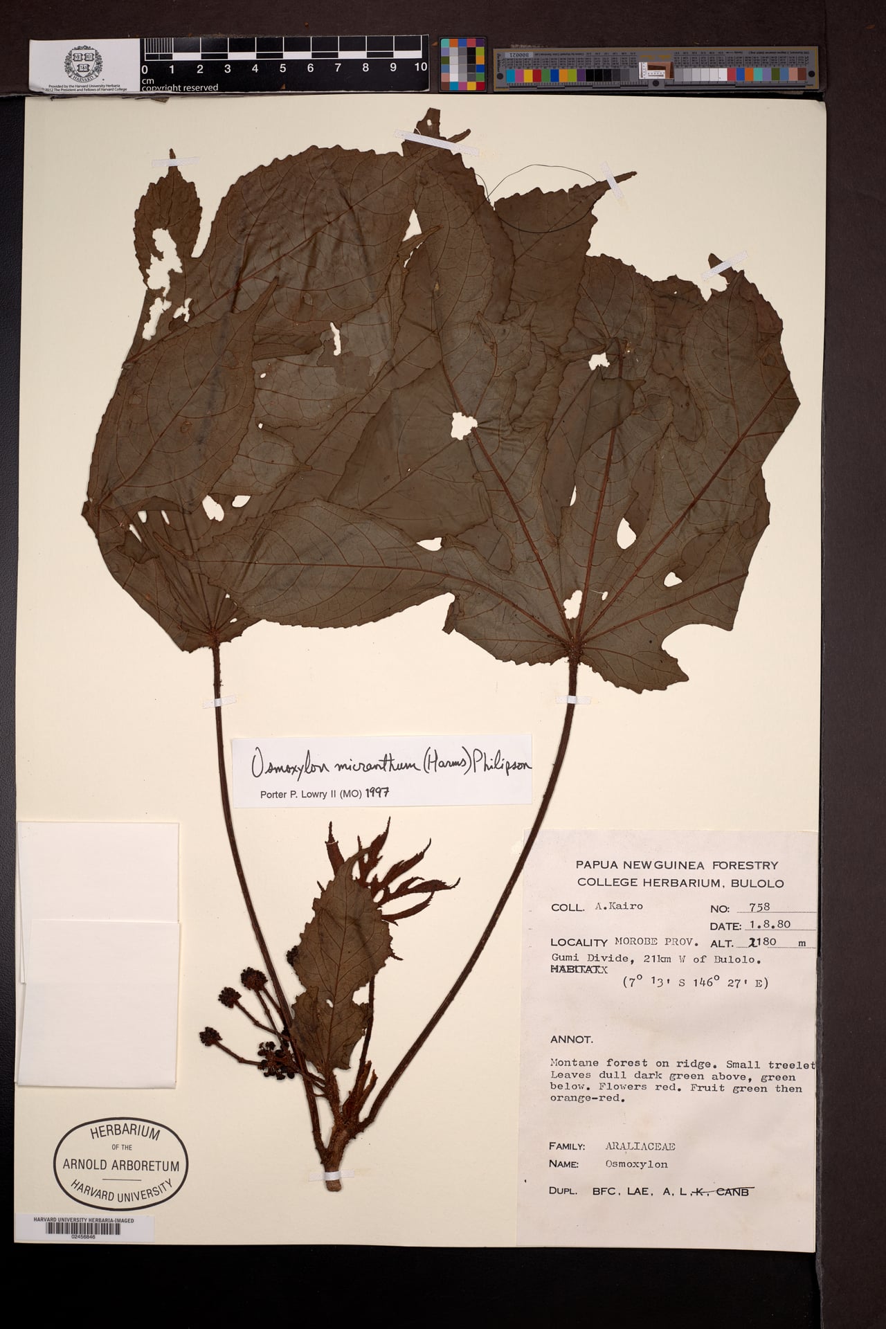 Osmoxylon micranthum — photo