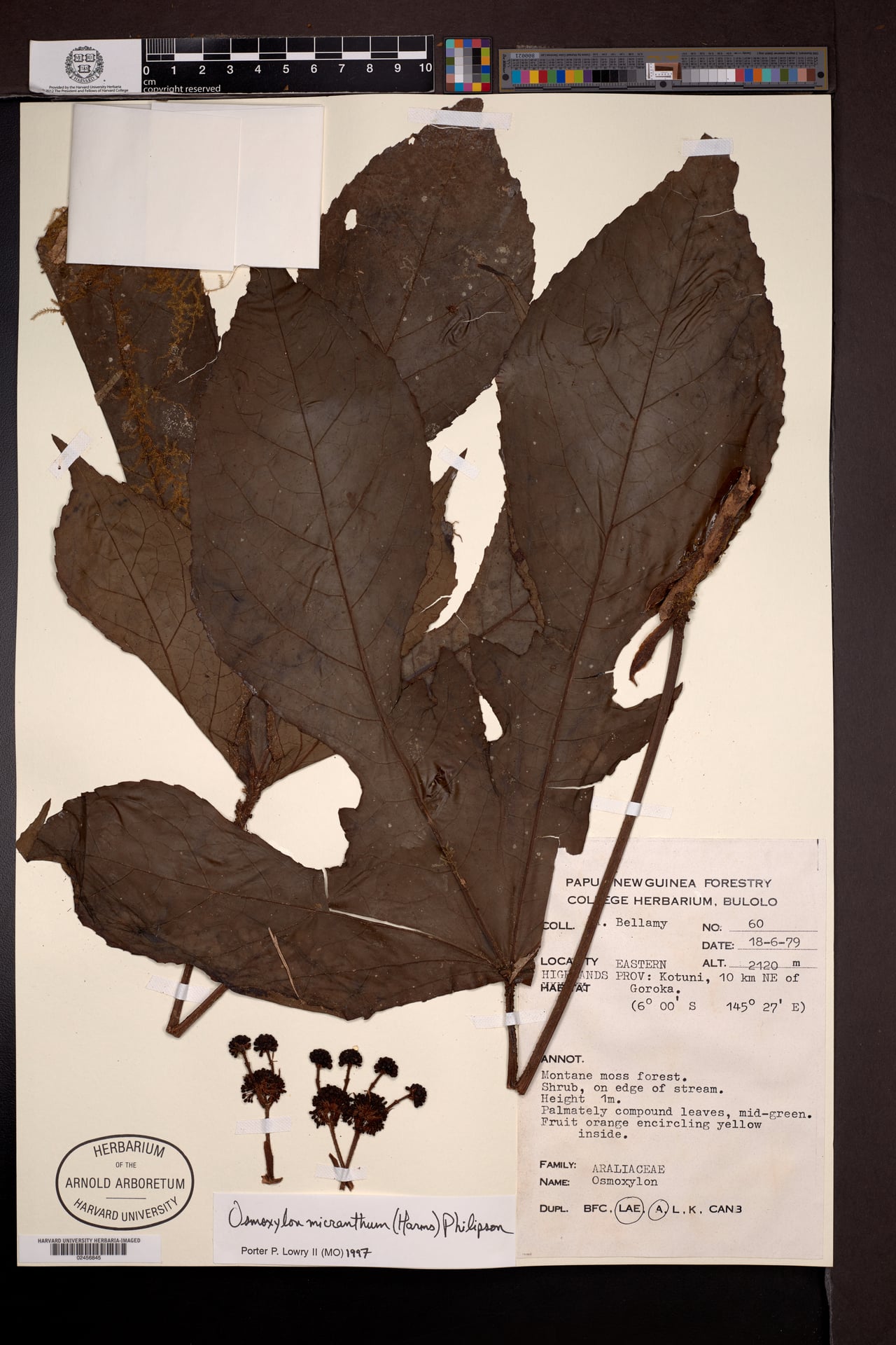 Osmoxylon micranthum — photo