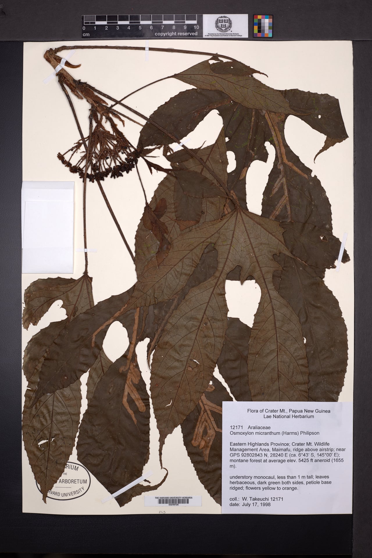 Osmoxylon micranthum