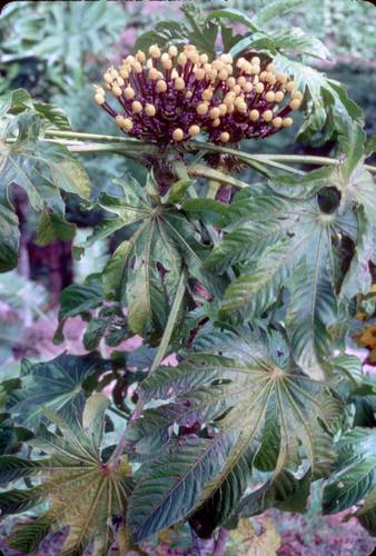 Osmoxylon novoguineense