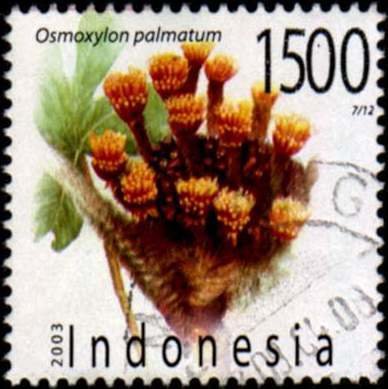Osmoxylon palmatum (Daun gurita) — photo