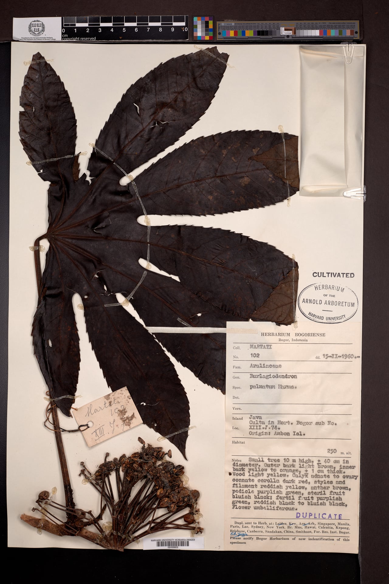 Osmoxylon palmatum (Daun gurita) — photo