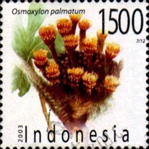 Osmoxylon palmatum