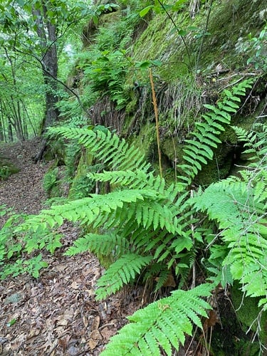 Osmunda cinnamomea (Cinnamon fern) — photo