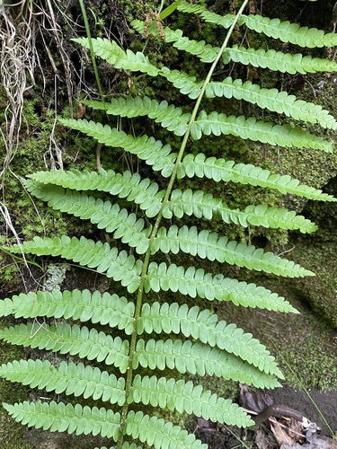 Osmunda cinnamomea (Cinnamon fern) — photo