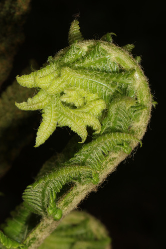 Osmunda cinnamomea
