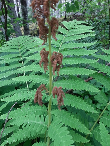 Osmunda claytoniana (Interrupted fern) — photo