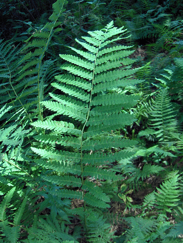 Osmunda claytoniana (Interrupted fern) — photo