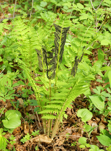 Osmundaceae