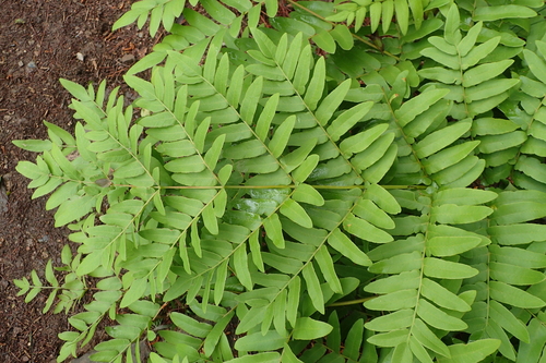 Osmunda japonica (Japanese flowering fern) — photo