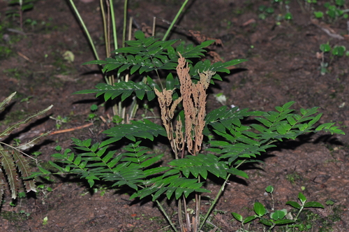 Osmunda japonica (Japanese flowering fern) — photo