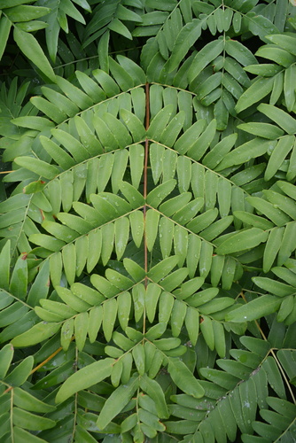 Osmunda japonica