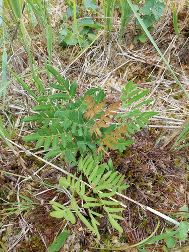 Osmunda regalis (Buckthorn brake) — photo