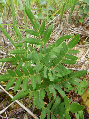 Osmunda regalis (Buckthorn brake) — photo