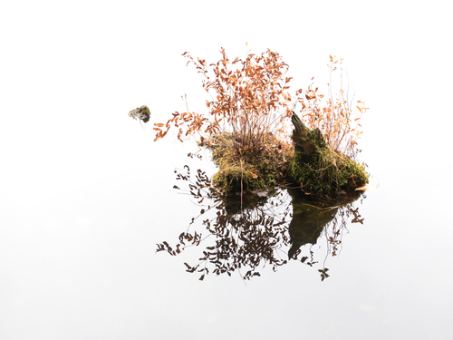 Osmunda regalis
