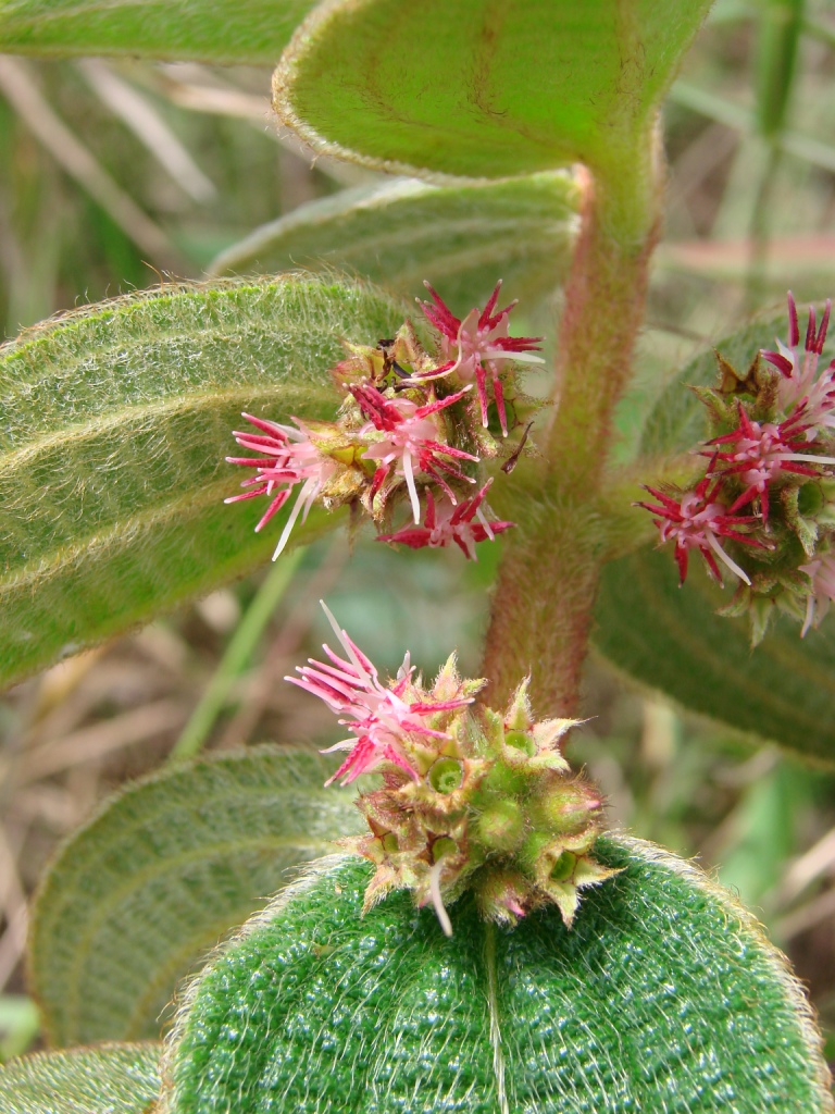 Ossaea congestiflora — photo