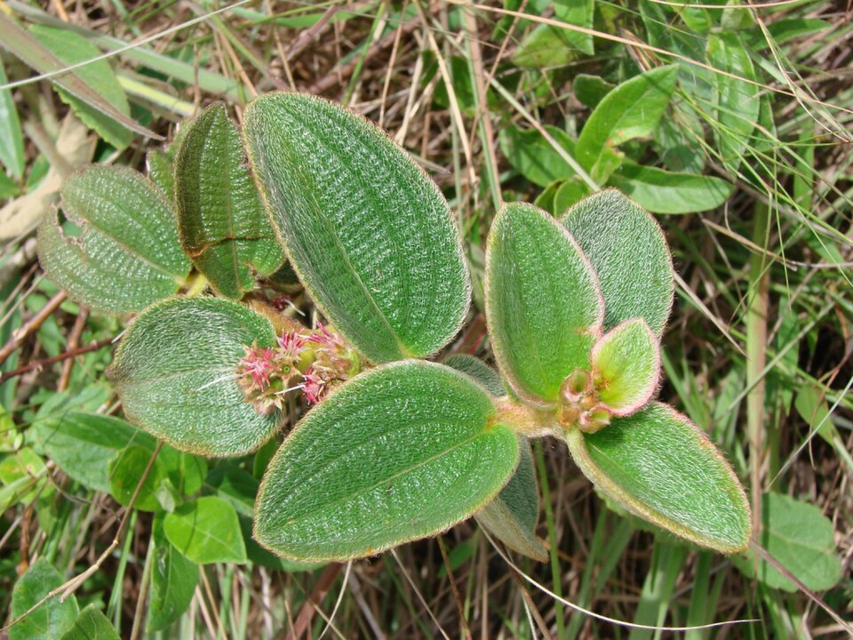 Ossaea congestiflora