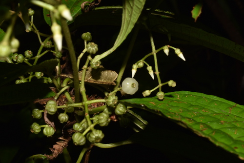 Ossaea micrantha (Smallflower ossaea) — photo