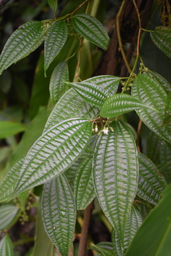 Ossaea micrantha (Smallflower ossaea) — photo