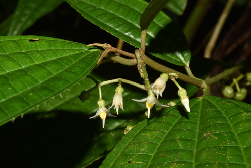 Ossaea micrantha