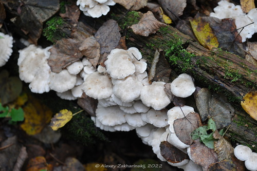 Ossicaulis lignatilis (Mealy oyster) — photo