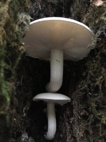 Ossicaulis lignatilis (Mealy oyster) — photo
