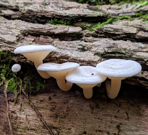 Ossicaulis lignatilis