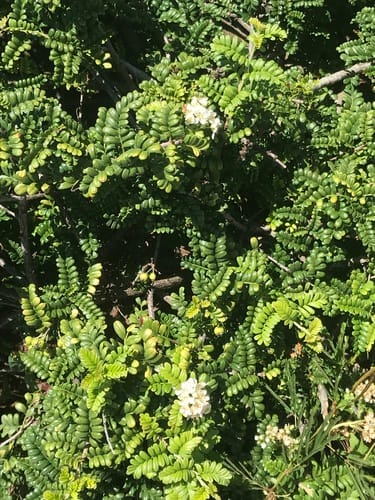 Osteomeles anthyllidifolia (Ulei) — photo