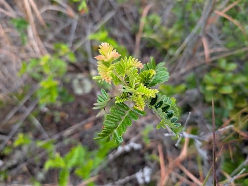 Osteomeles anthyllidifolia (Ulei) — photo