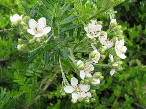 Osteomeles anthyllidifolia