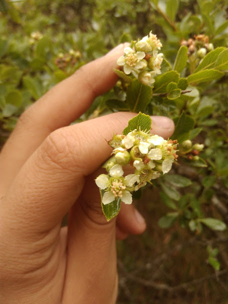 Osteomeles obtusifolia — photo